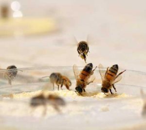 Bletët punëtore duke mbledhur dietën me polen artificial nga një pjatë të ushqyeri.