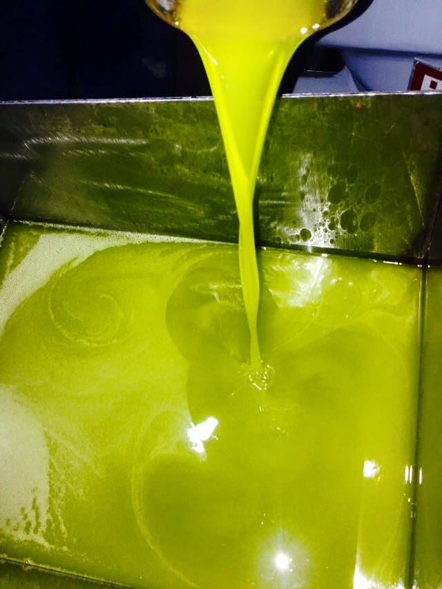 Si te dalloni vajin e ullirit cilesor! AgroNews.Al