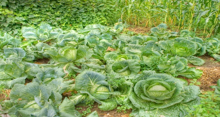 Kultivimi i lakres koke - AgroNews.Al